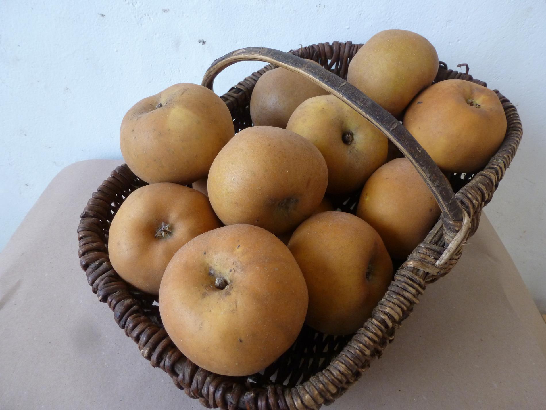 Reinette du Canada Gris