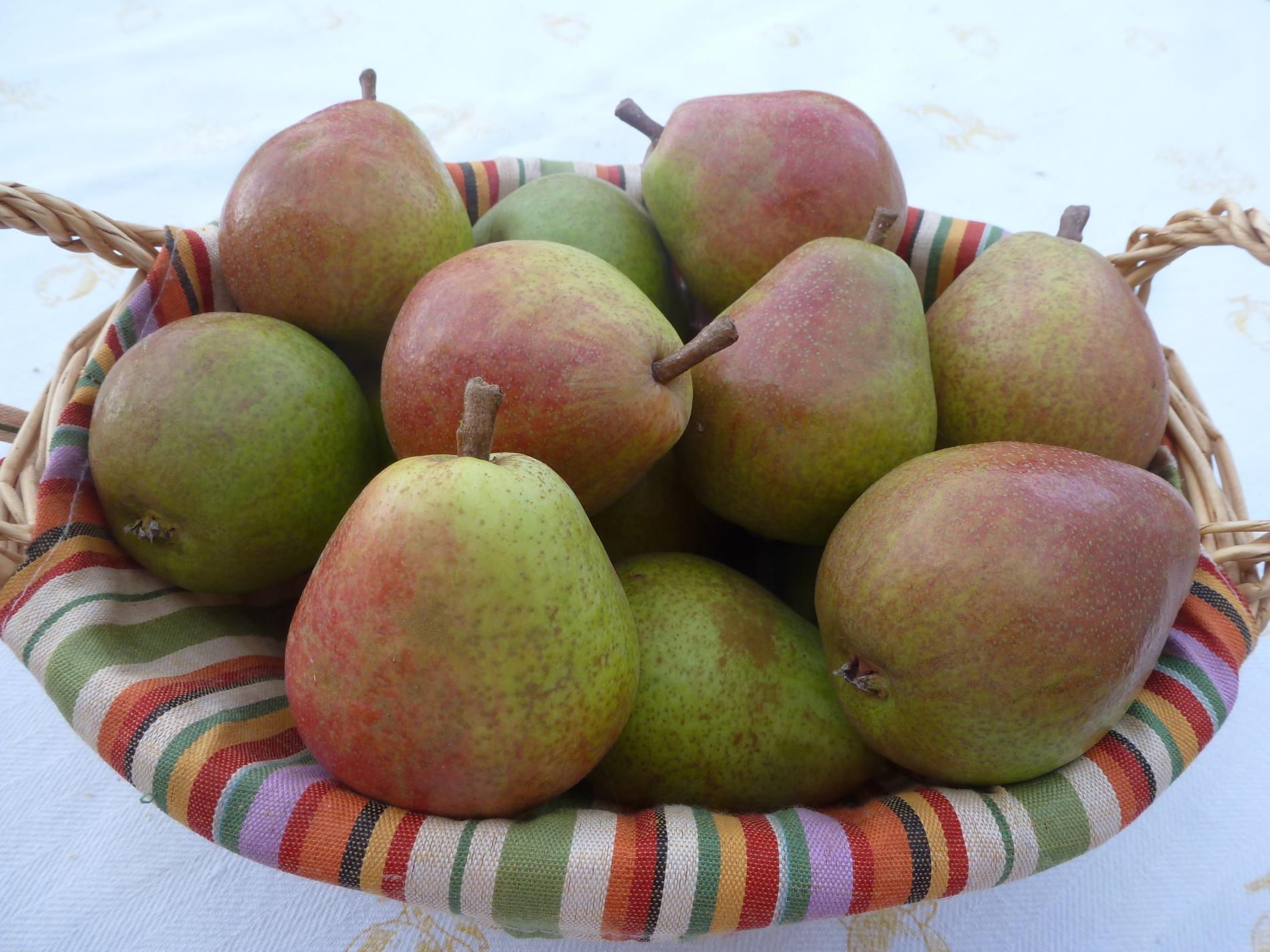 Précoce de Trévoux